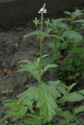 شاهپسند دارویی